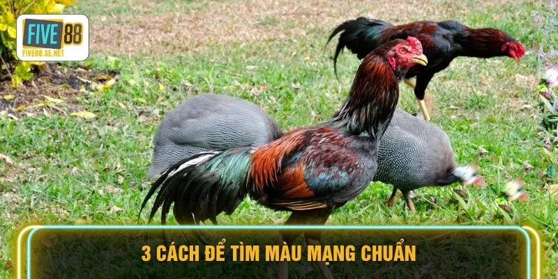 Màu Mạng Đá Gà FIVE88 - Tuyệt Kỹ Phong Thủy Chọn Chiến Kê 3 3 cách để tìm màu mạng chuẩn