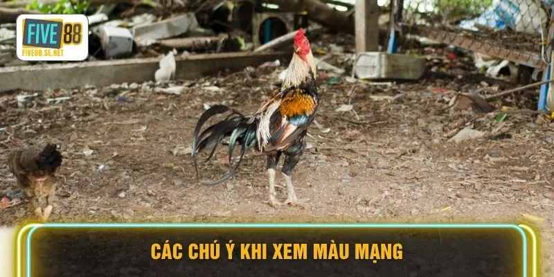 Màu Mạng Đá Gà FIVE88 - Tuyệt Kỹ Phong Thủy Chọn Chiến Kê 4 Các chú ý khi xem màu mạng