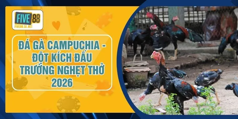 Đá Gà Campuchia - Đột Kích Đấu Trường Nghẹt Thở 2026 1 Đá Gà Campuchia - Đột Kích Đấu Trường Nghẹt Thở 2026
