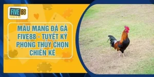 Màu Mạng Đá Gà FIVE88 - Tuyệt Kỹ Phong Thủy Chọn Chiến Kê