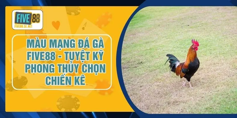 Màu Mạng Đá Gà FIVE88 - Tuyệt Kỹ Phong Thủy Chọn Chiến Kê 1 Màu Mạng Đá Gà FIVE88 - Tuyệt Kỹ Phong Thủy Chọn Chiến Kê