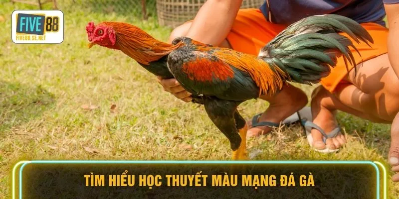 Màu Mạng Đá Gà FIVE88 - Tuyệt Kỹ Phong Thủy Chọn Chiến Kê 2 Tìm hiểu học thuyết màu mạng đá gà