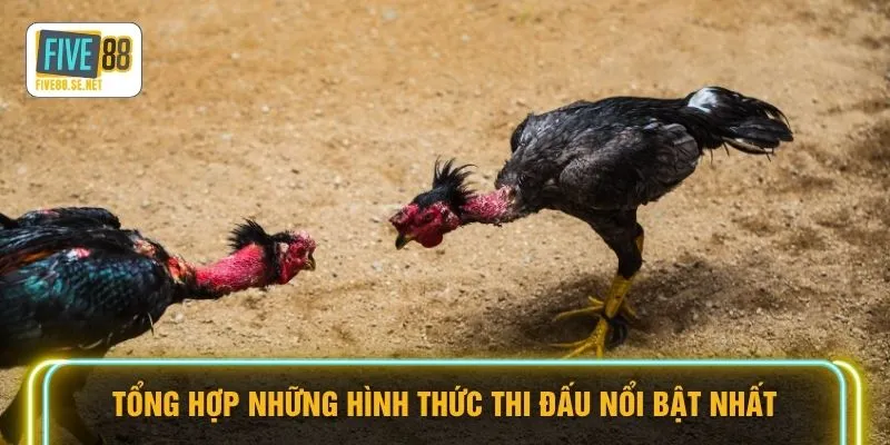 Đá Gà Campuchia - Đột Kích Đấu Trường Nghẹt Thở 2026 4 Tổng hợp những hình thức thi đấu nổi bật nhất